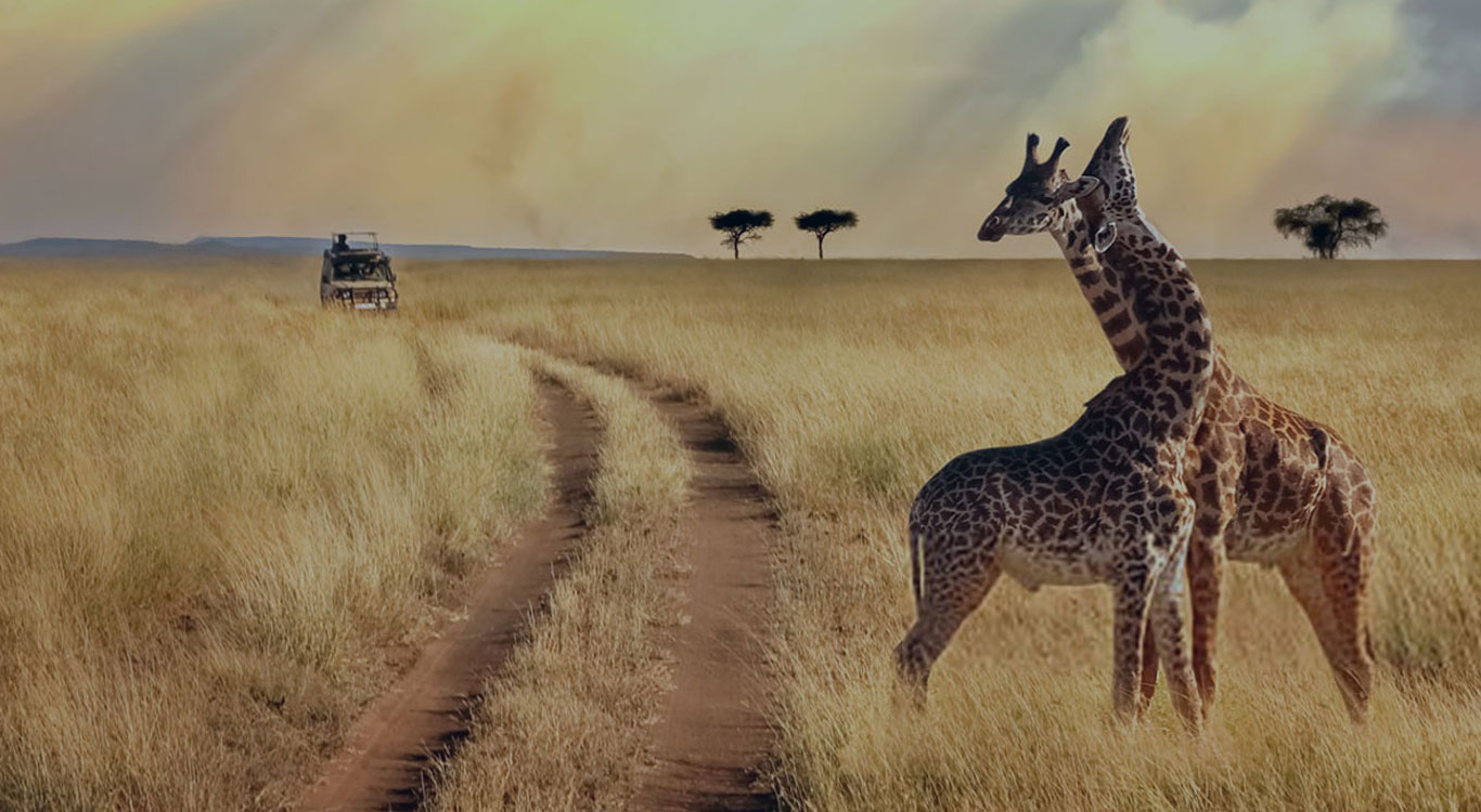 safari