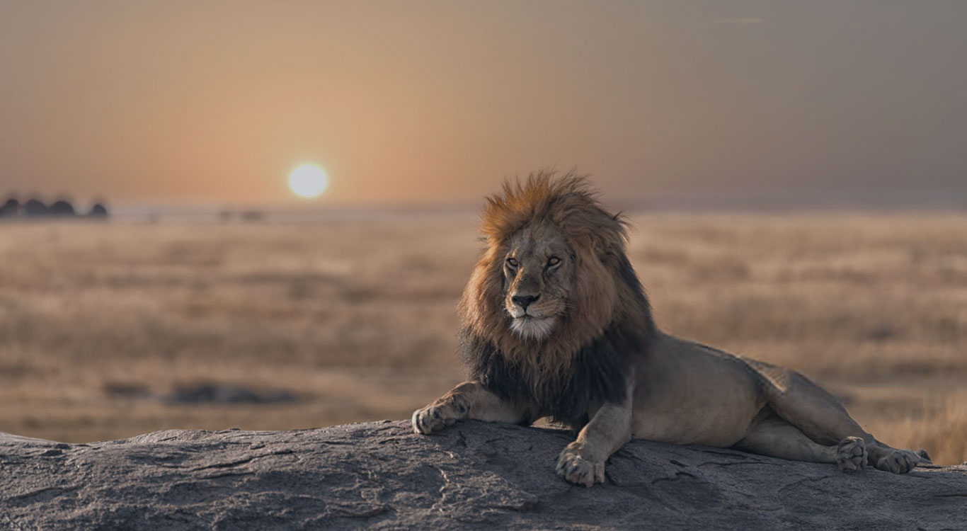 safari
